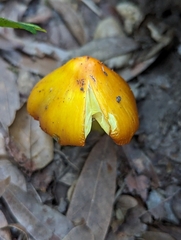 Hygrocybe acutoconica