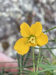 Senna aciphylla