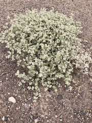 Tidestromia suffruticosa