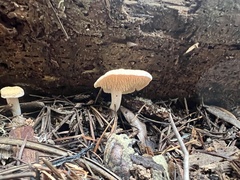 Hydnum oregonense