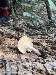 Hydnum oregonense