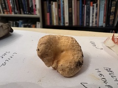 Hydnum oregonense