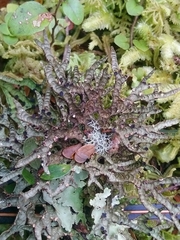 Lobariaceae