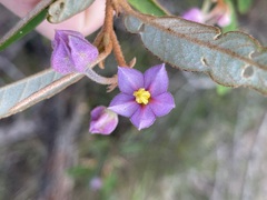 Seringia hookeriana