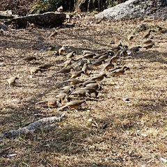 Pterorhinus albogularis