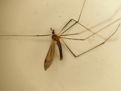 Dicranomyia