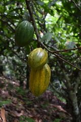 Theobroma cacao