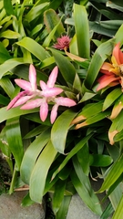 Aechmea fasciata