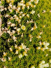 Hectorella caespitosa