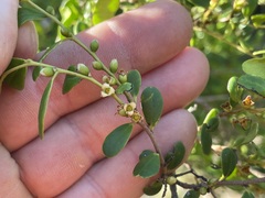 Diospyros humilis