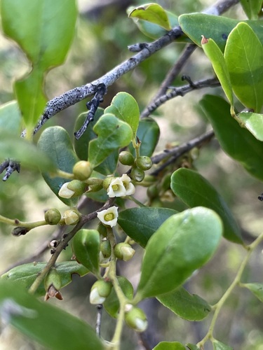 How to identify Diospyros humilis (R.Br.) F.Muell.
