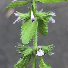 Stachys arvensis