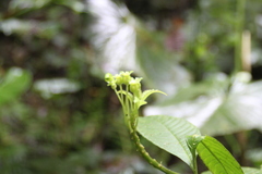 Burmeistera multiflora