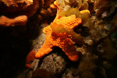 Pentagonaster duebeni