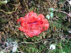 Aurantiporus pulcherrimus