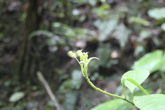 Burmeistera multiflora