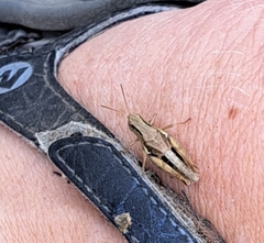 Phaulacridium marginale