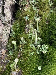 Cladonia fimbriata