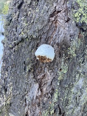 Cryptoporus volvatus