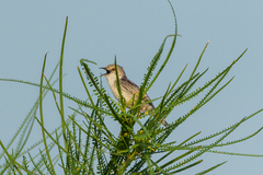 Cisticola galactotes