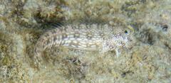 Salarias alboguttatus