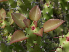 Euphorbia caducifolia