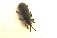 Hispellinus multispinosus