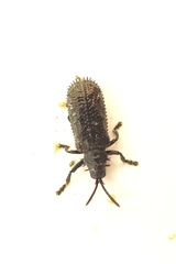 Hispellinus multispinosus