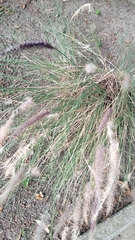 Cenchrus setaceus