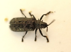 Hispellinus multispinosus