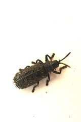 Hispellinus multispinosus