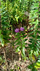 Aristeguietia lamiifolia