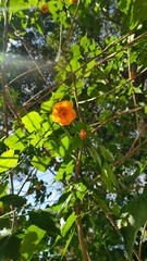 Callianthe