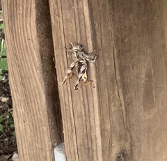 Melanoplus punctulatus