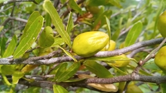 Physena sessiliflora image
