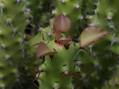 Euphorbia caducifolia