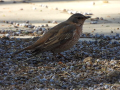 Turdus naumanni