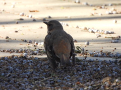 Turdus naumanni