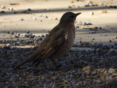Turdus naumanni