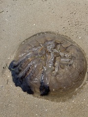 Pseudorhiza haeckeli