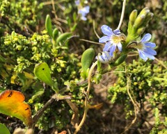 Scaevola calendulacea