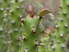 Euphorbia caducifolia