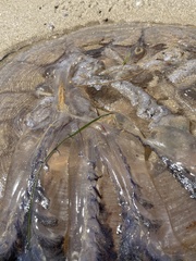 Pseudorhiza haeckeli