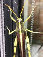 Schistocerca alutacea