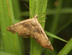 Chrysolarentia