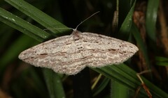 Boarmia phricomita