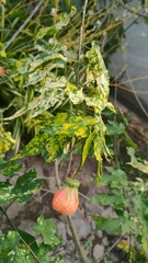 Callianthe