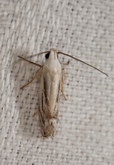 Plectophila micradelpha