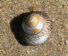 Chlorodiloma adelaidae