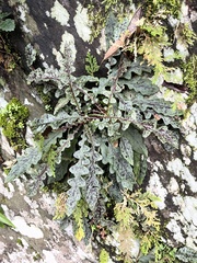 Ixeridium laevigatum